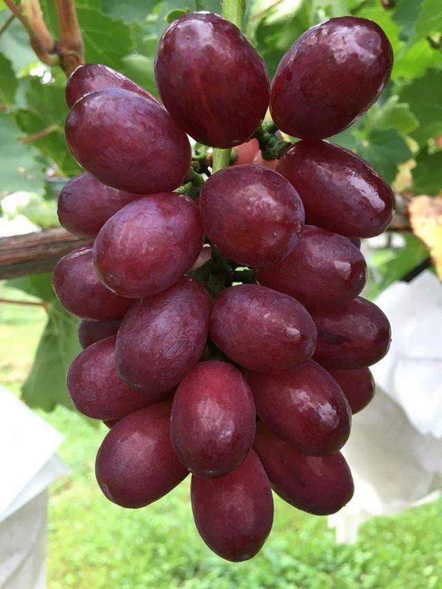 B体育体育官网入口-拜纳姆表现惊人，率球队击败劲敌